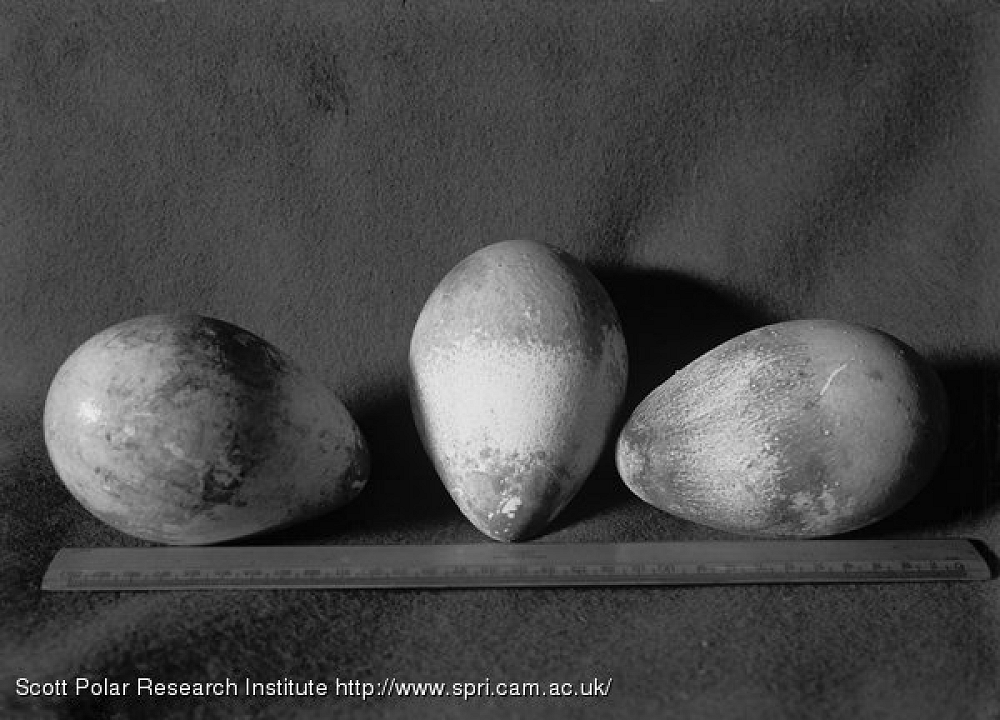 [Emperior penguin eggs]